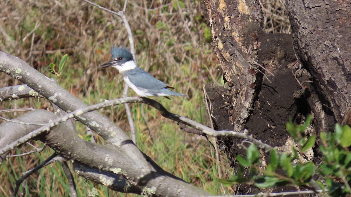 Belted Kingfisher - ML645486504