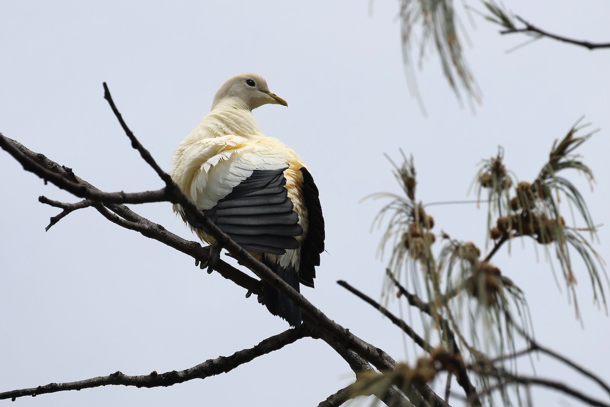 Torresian Imperial-Pigeon - ML645486505