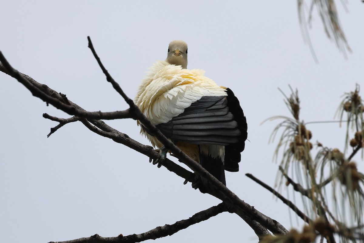 Torresian Imperial-Pigeon - ML645486506