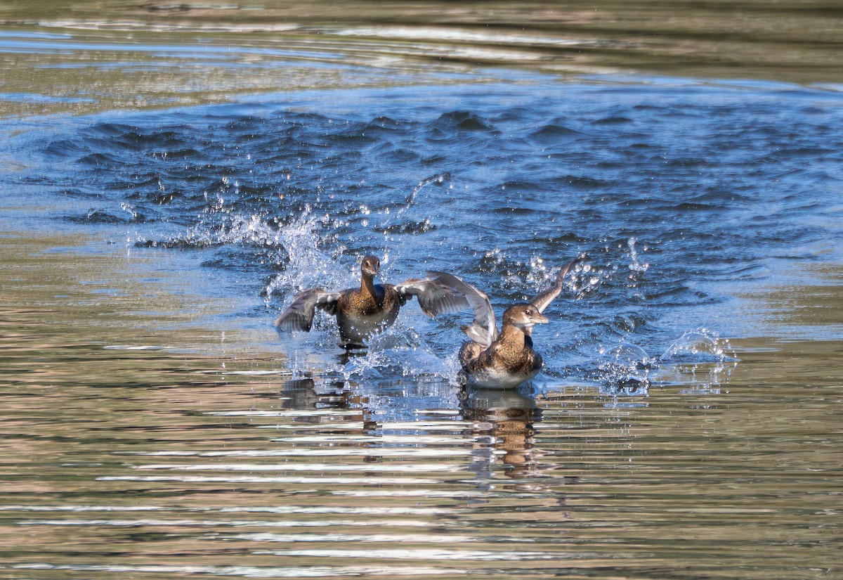 Pied-billed Grebe - ML645486507