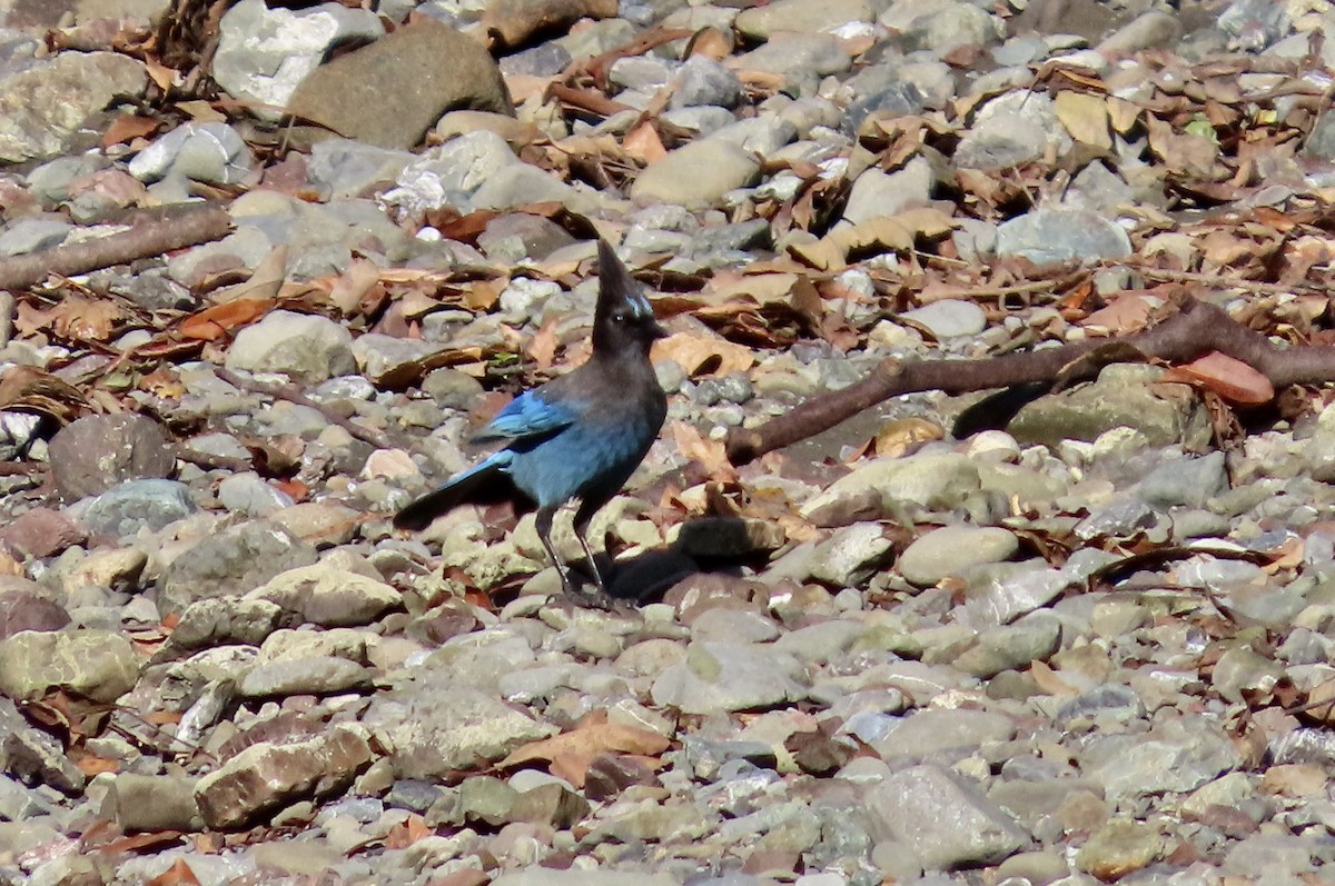 Chara de Steller - ML645486513