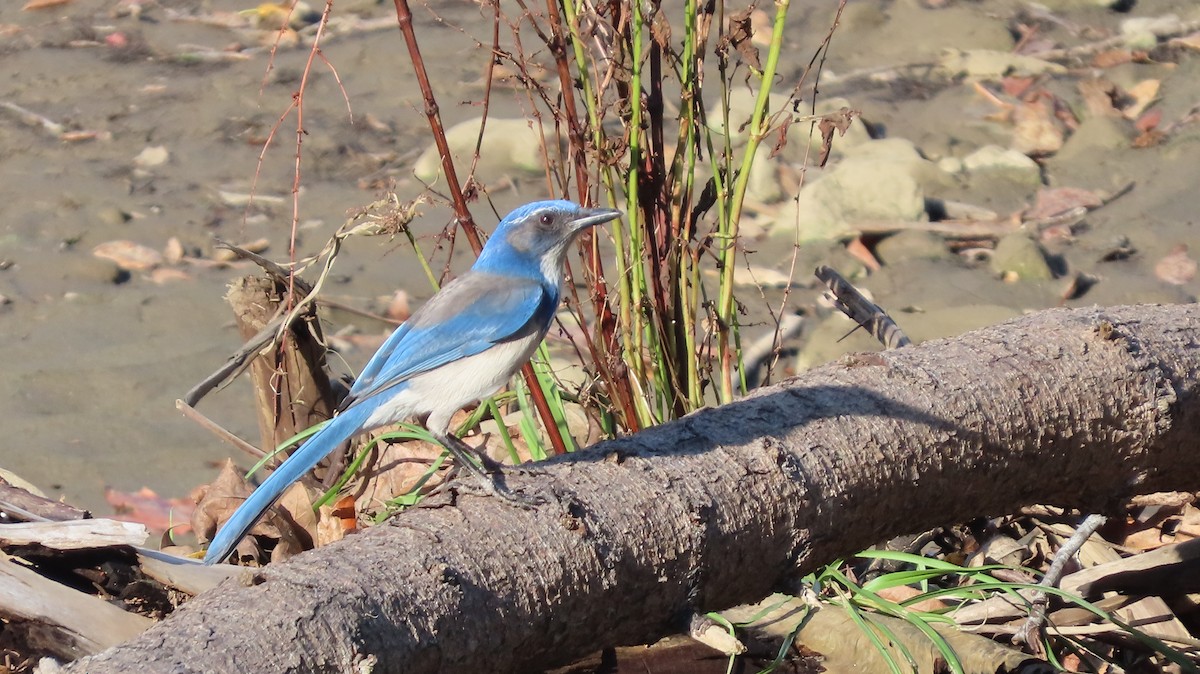 Kalifornienhäher - ML645486514