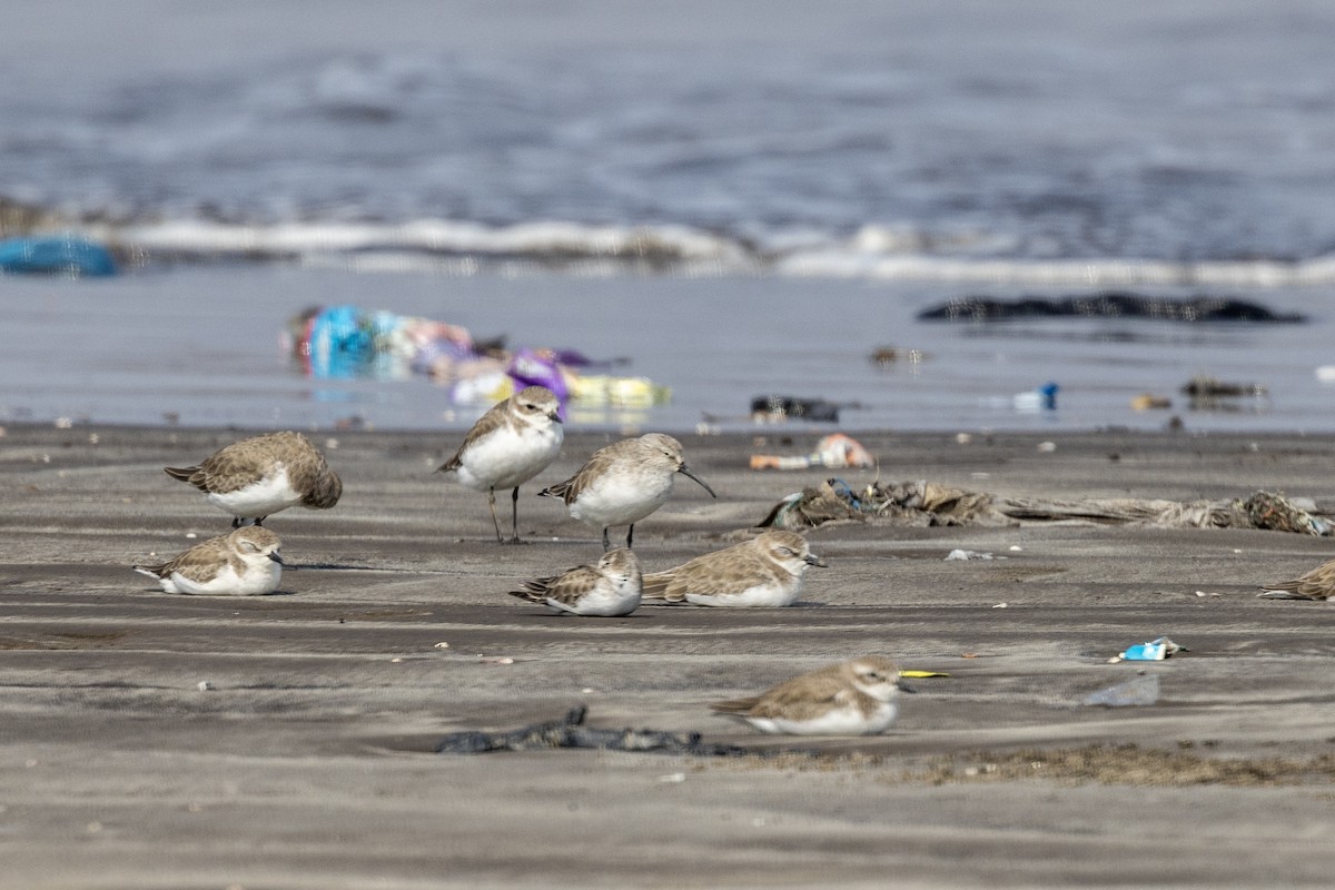 サルハマシギ - ML645486515