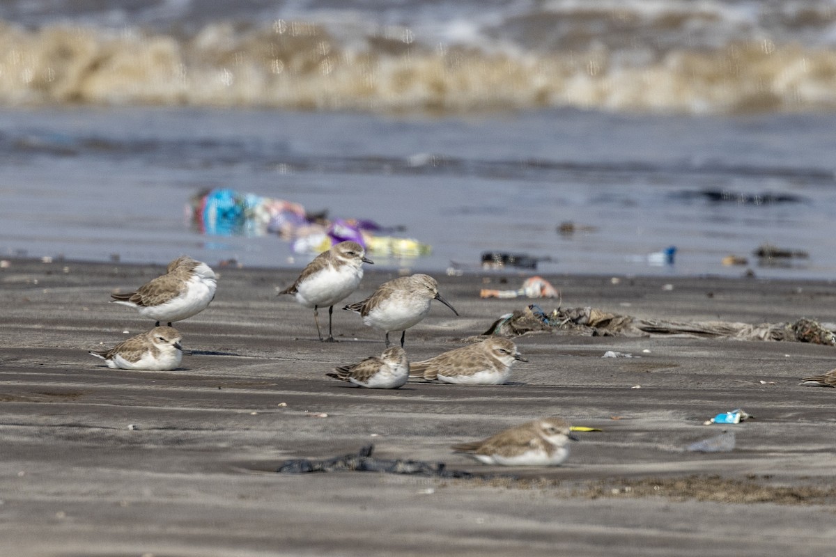 サルハマシギ - ML645486516