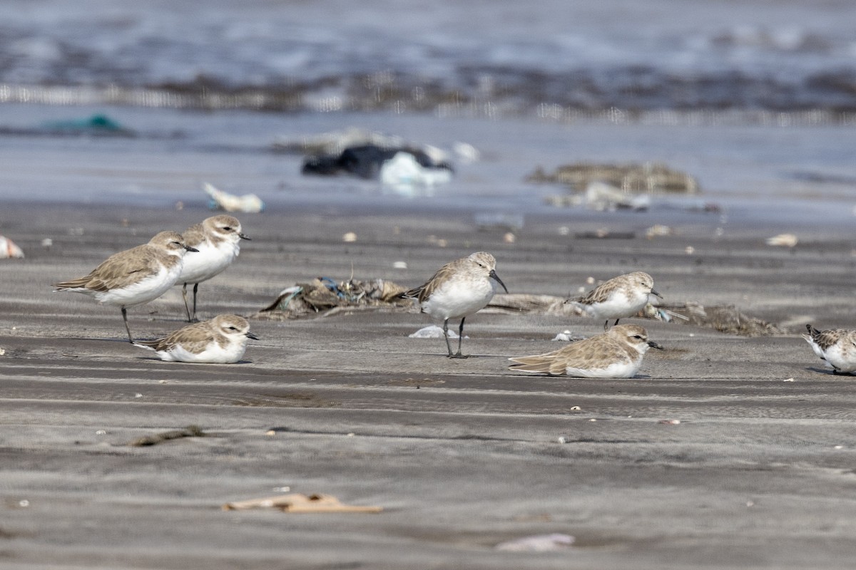 サルハマシギ - ML645486518