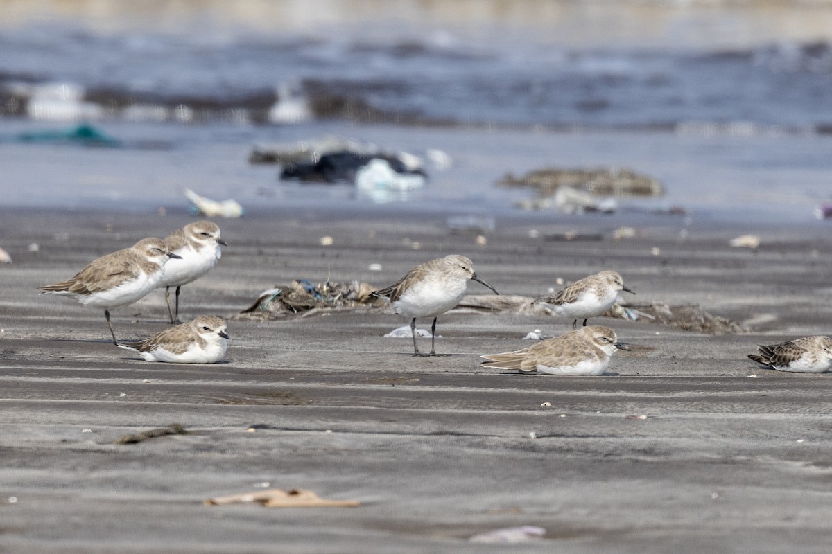 サルハマシギ - ML645486520