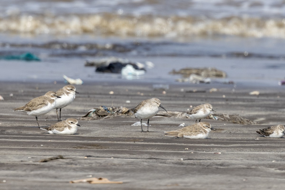 サルハマシギ - ML645486521