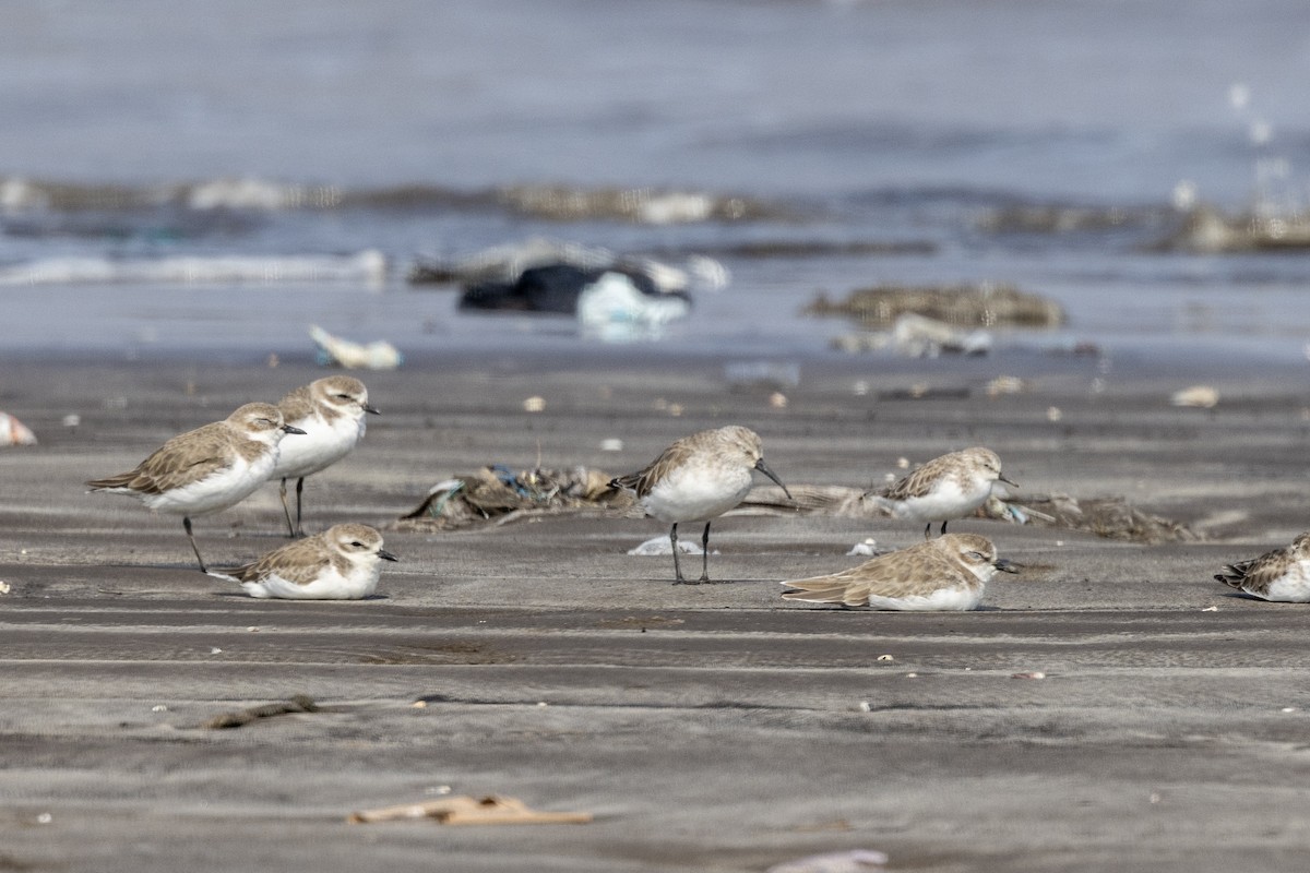Curlew Sandpiper - ML645486522