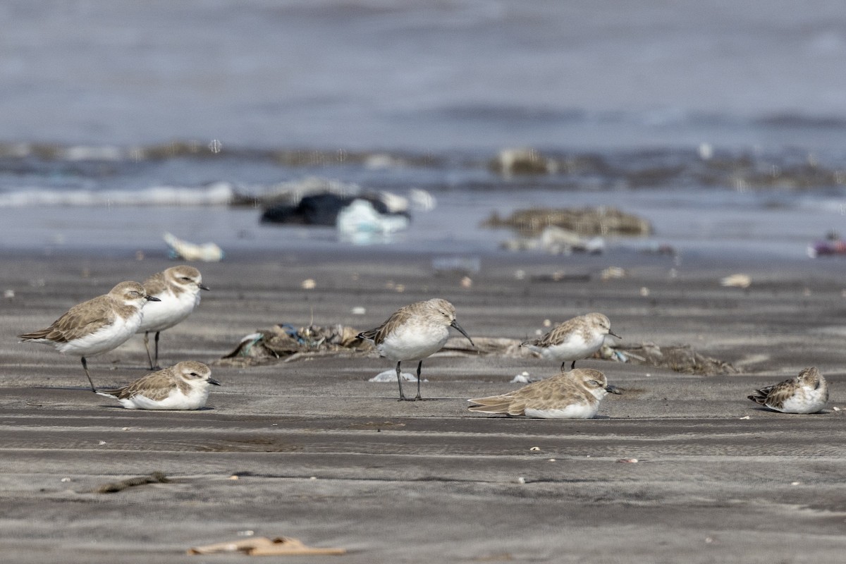 サルハマシギ - ML645486523