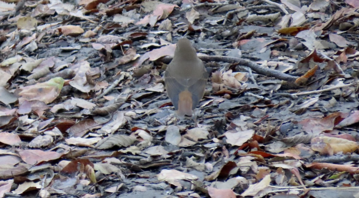 Einsiedler-Musendrossel - ML645486524