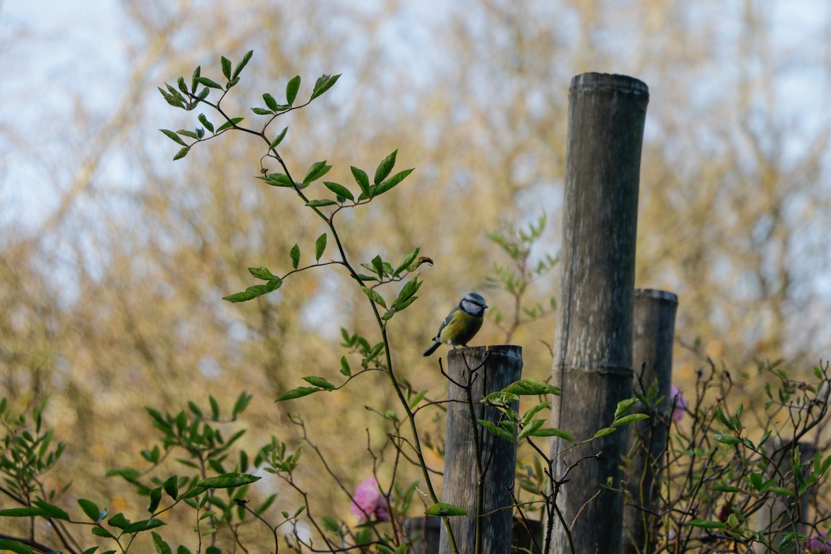 Blaumeise - ML645486527