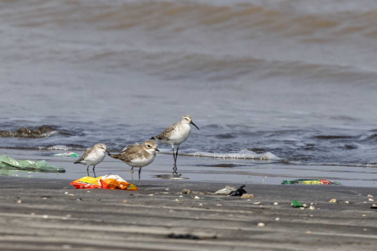 サルハマシギ - ML645486528