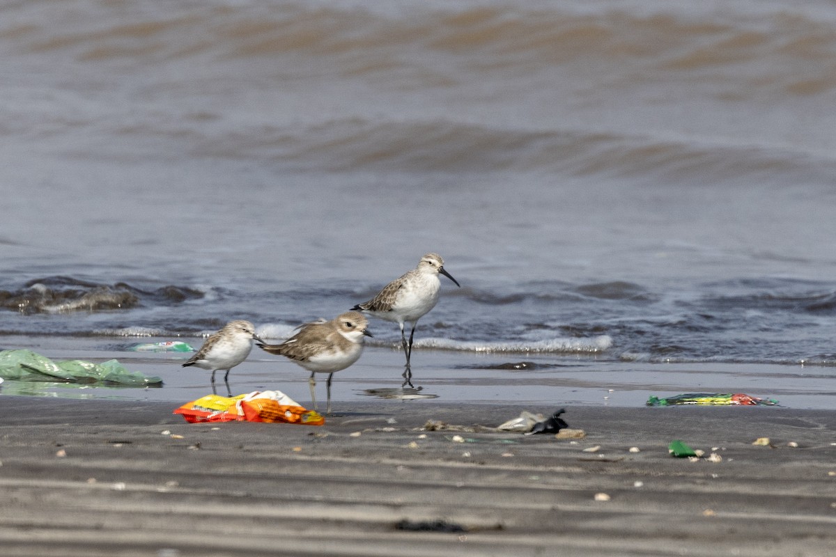 Curlew Sandpiper - ML645486529