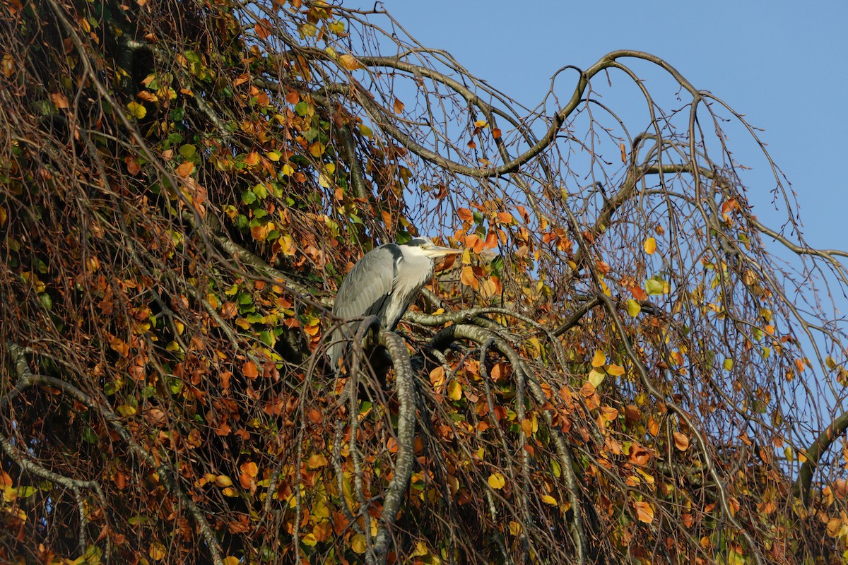 Graureiher - ML645486530