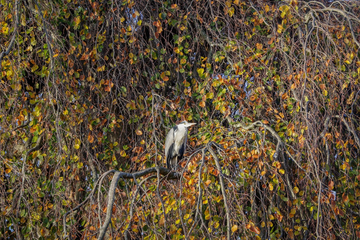 Graureiher - ML645486531