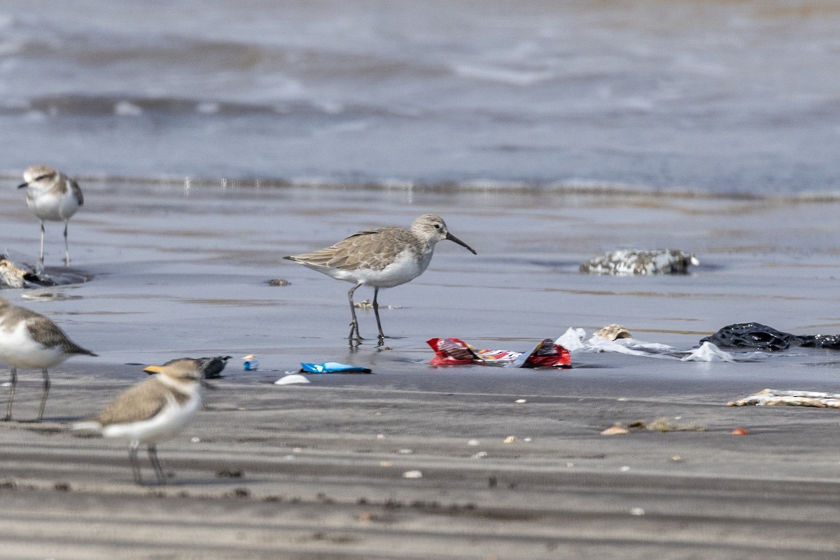 Curlew Sandpiper - ML645486532