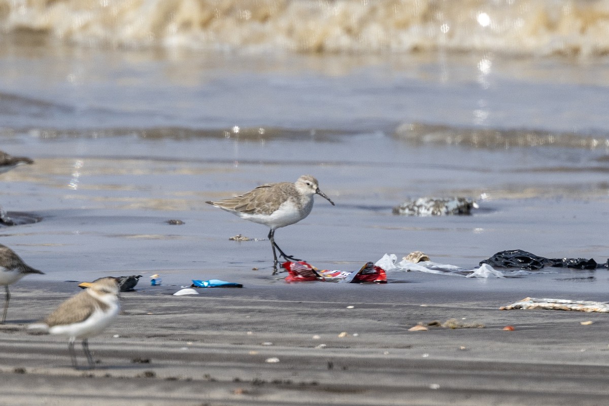 Curlew Sandpiper - ML645486533