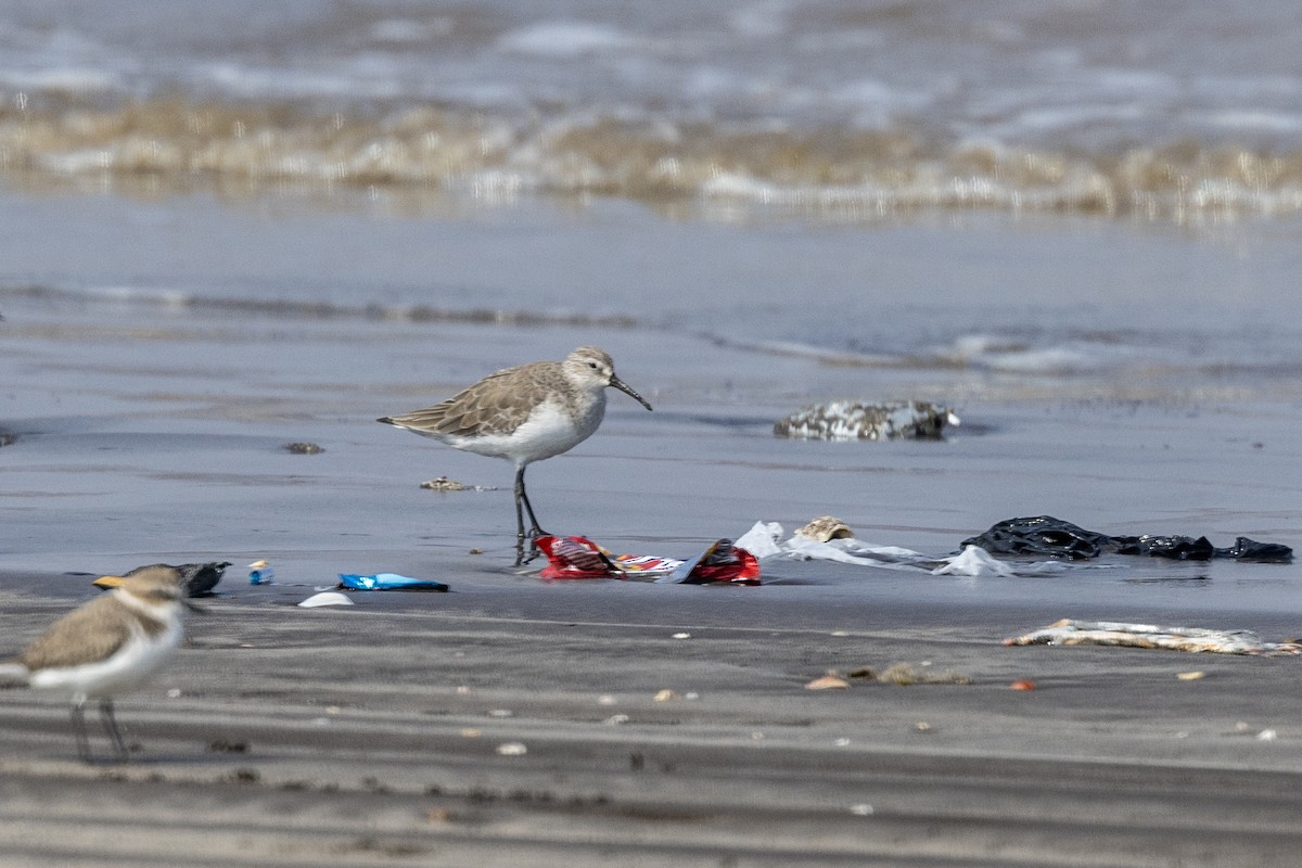 Curlew Sandpiper - ML645486534