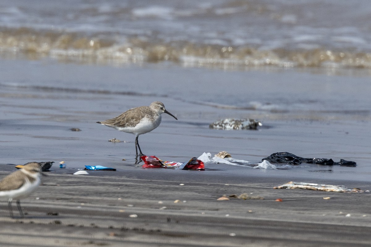 Curlew Sandpiper - ML645486535