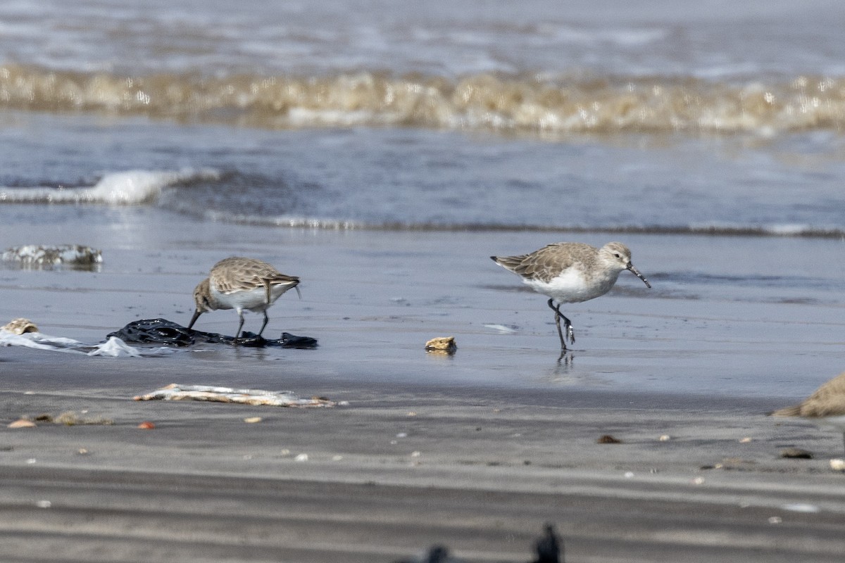 Curlew Sandpiper - ML645486536