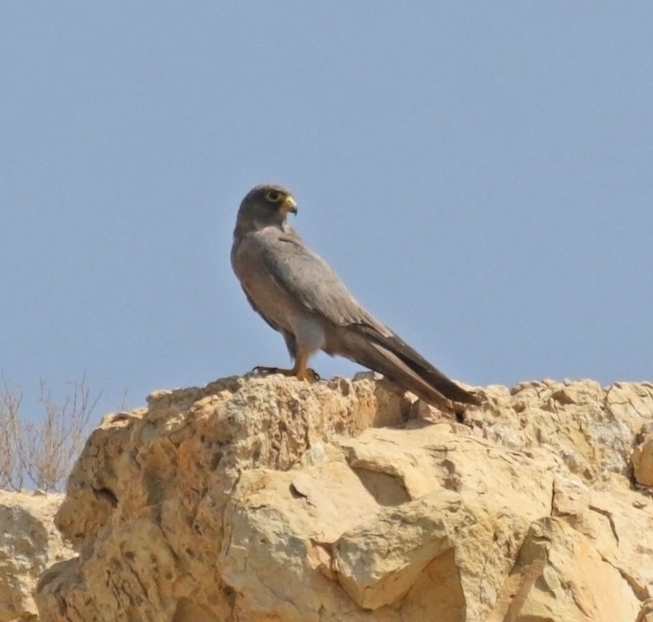 Schieferfalke - ML645486537