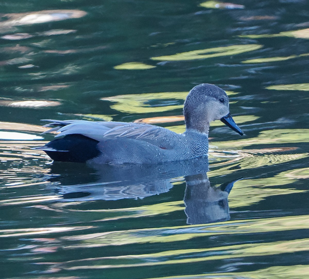 オカヨシガモ - ML645486538