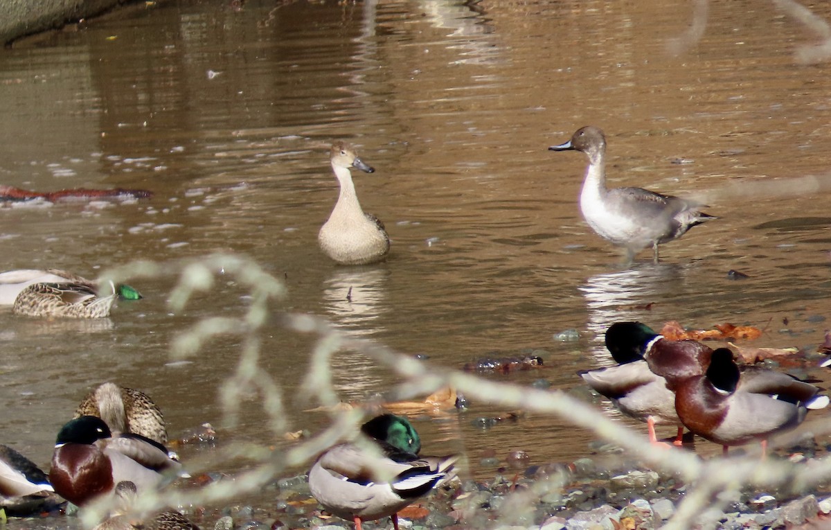 Spießente - ML645486539