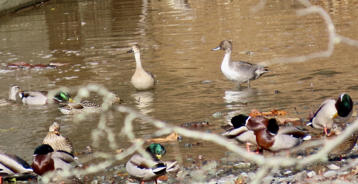 Spießente - ML645486540