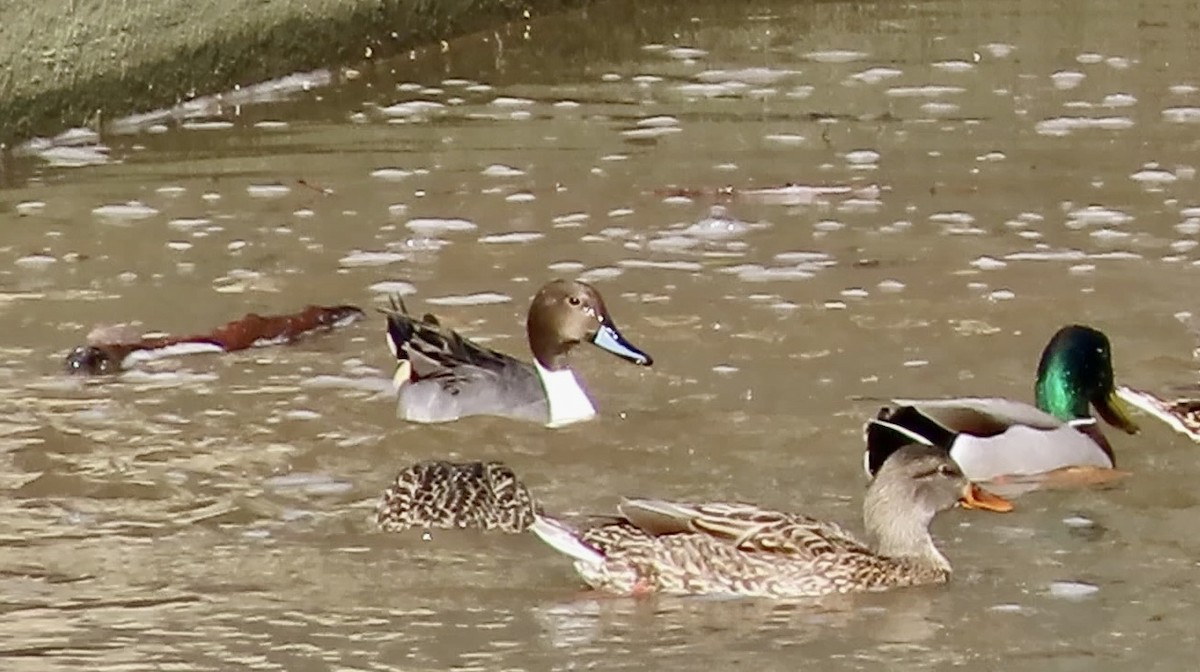 Spießente - ML645486541