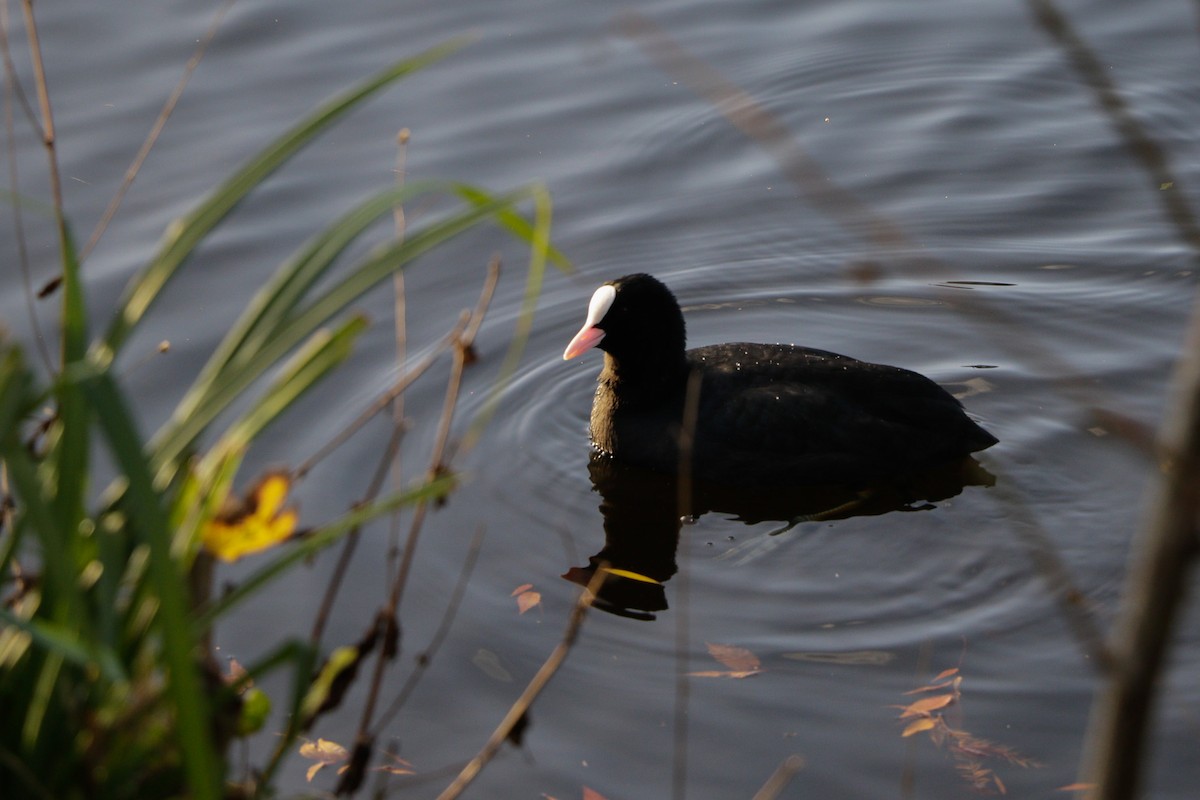 Blässhuhn - ML645486542