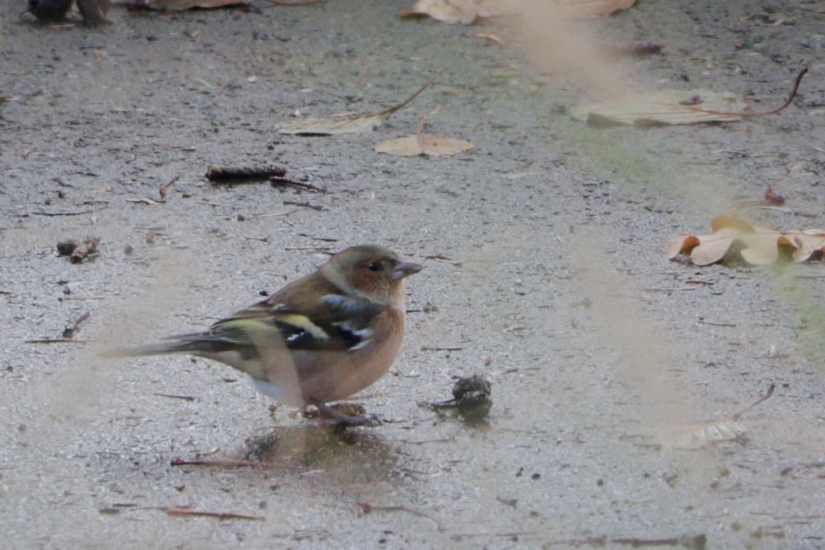 Buchfink - ML645486543