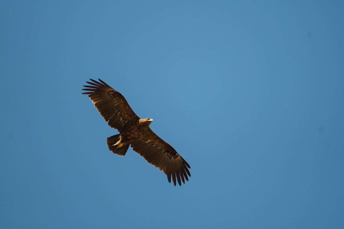 Schelladler - ML645486544