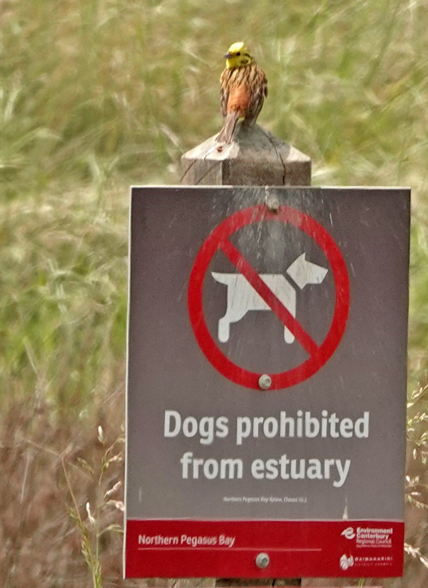 Goldammer - ML645486545