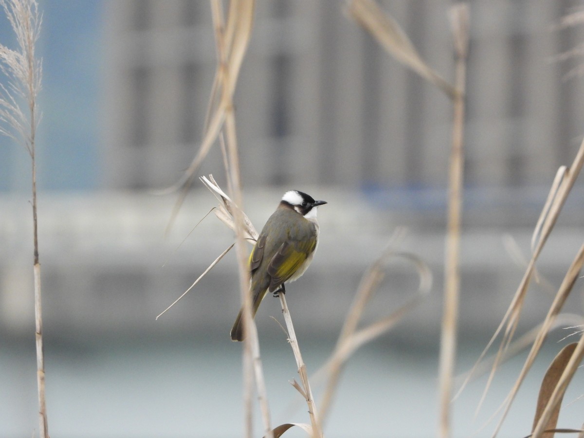 シロガシラ - ML645486550