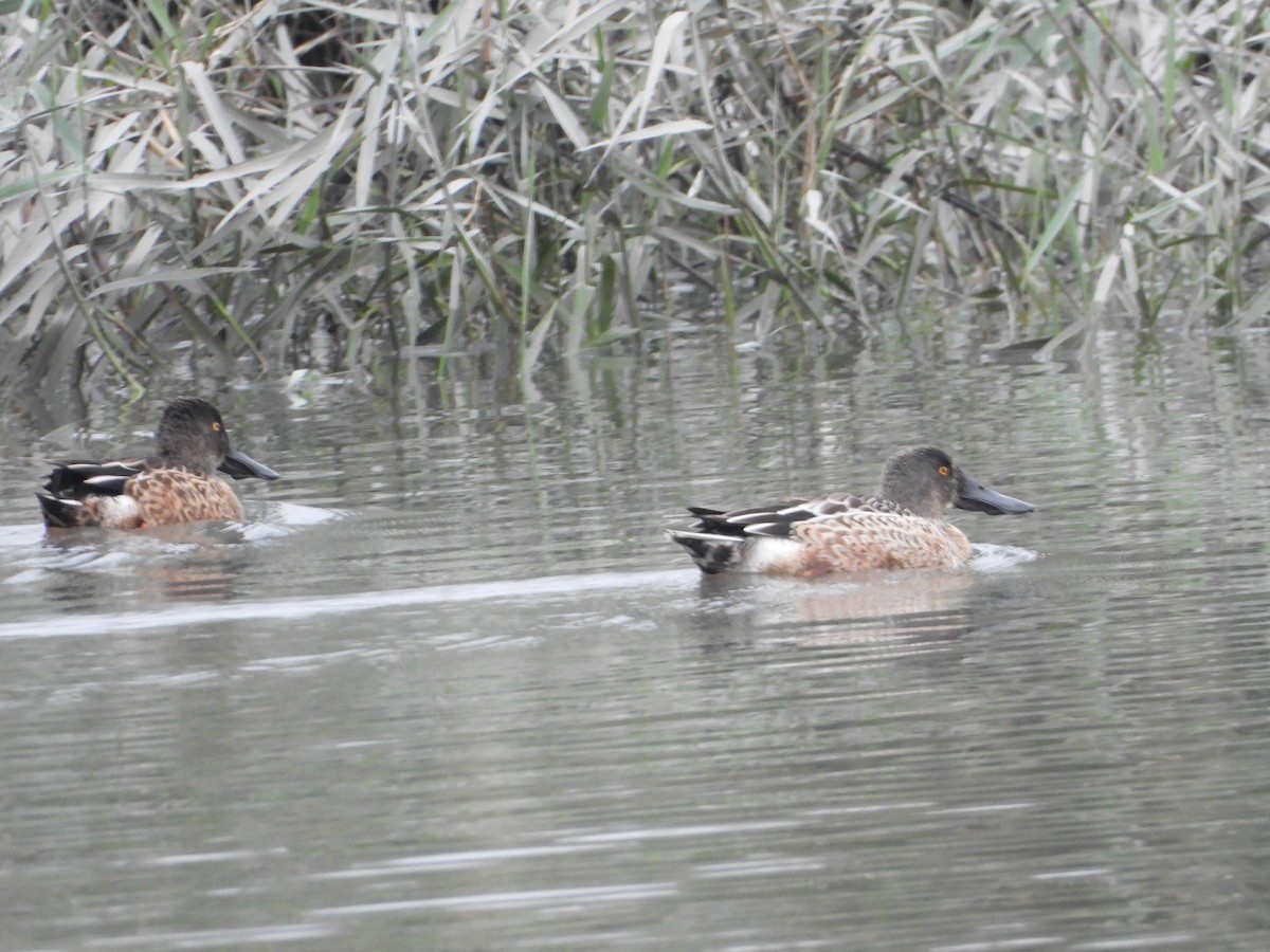 ハシビロガモ - ML645486554