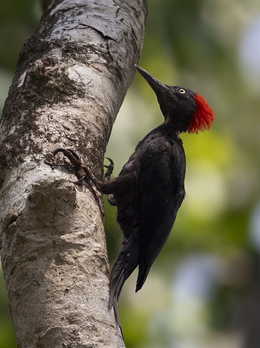 アンダマンキタタキ - ML645486555