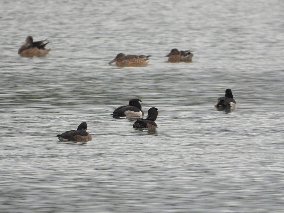 キンクロハジロ - ML645486556