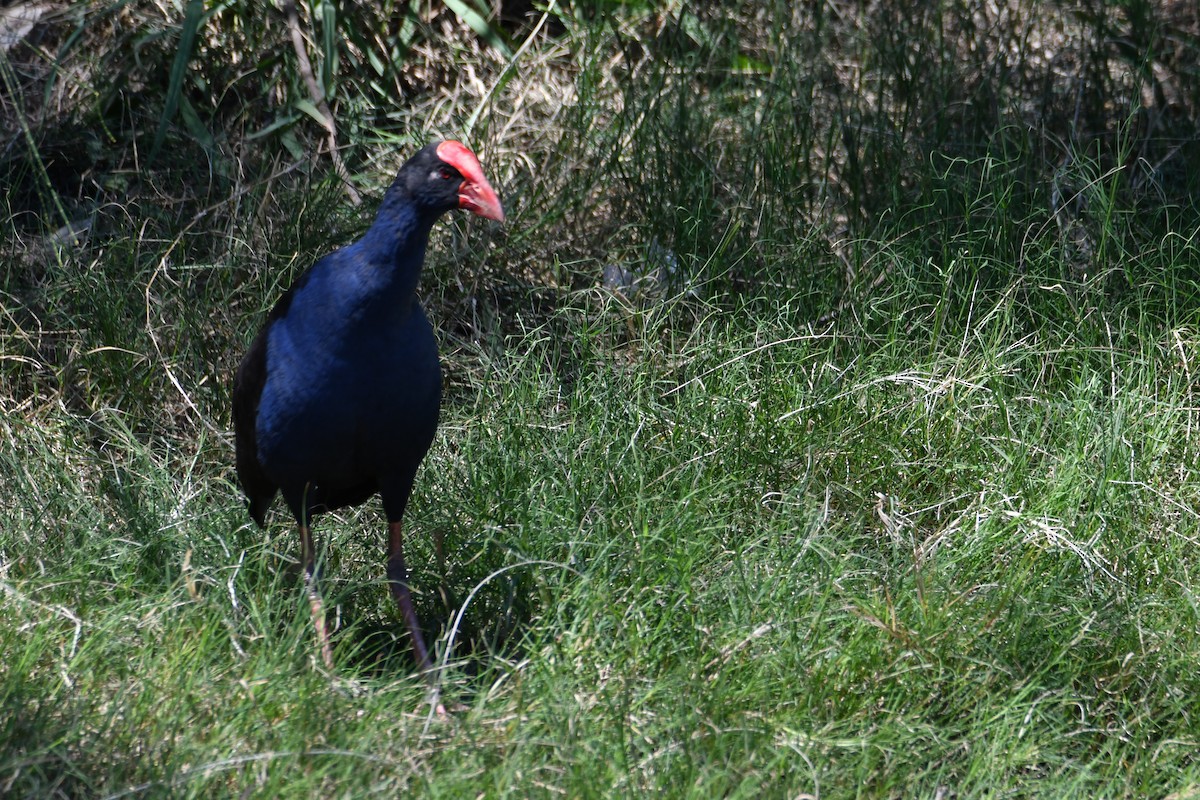 オーストラリアセイケイ - ML645486557