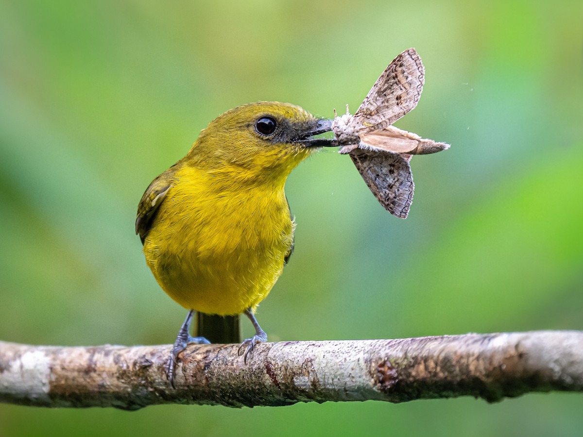 ボルネオモズヒタキ - ML645486558