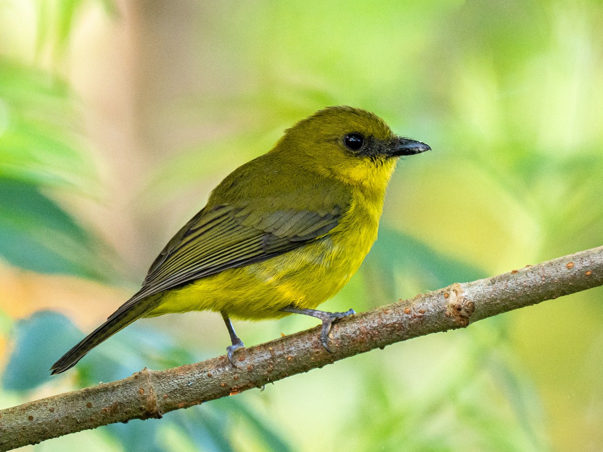 ボルネオモズヒタキ - ML645486559