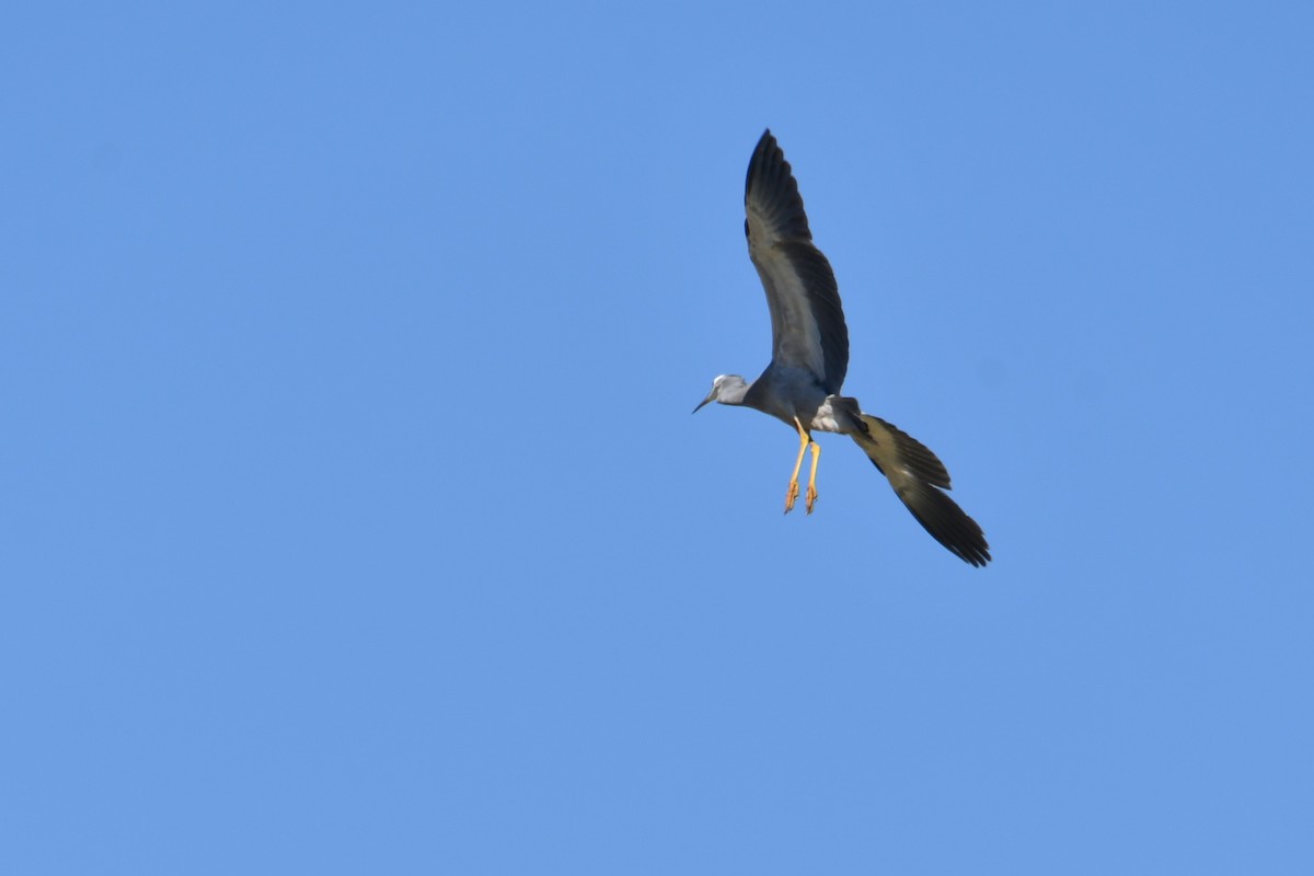 カオジロサギ - ML645486560