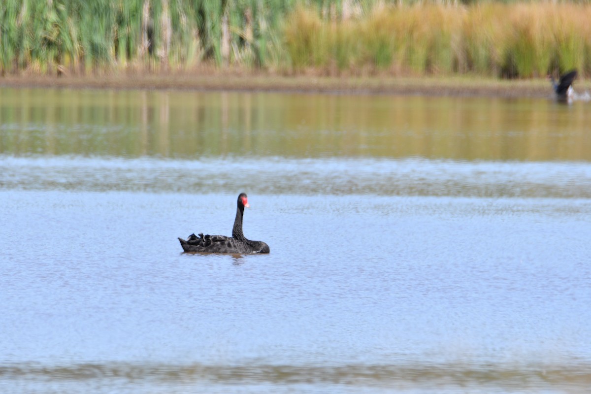 コクチョウ - ML645486561