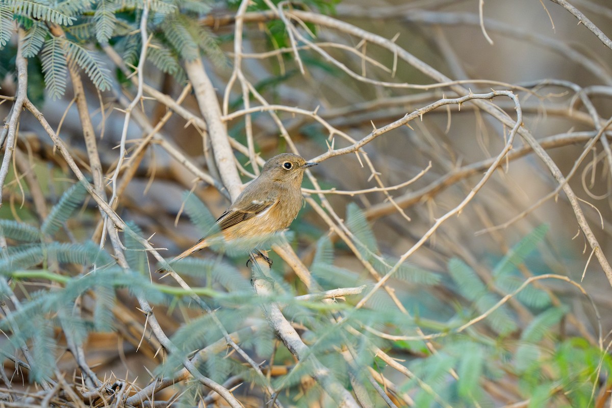 Rufous-backed Redstart - ML645486563