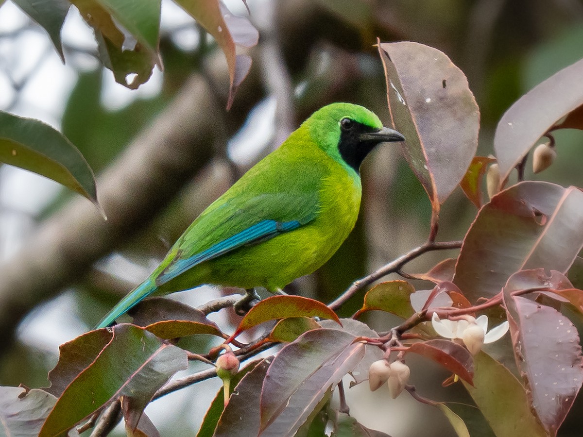 Bornean Leafbird - ML645486565