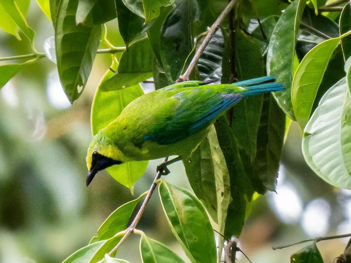 Bornean Leafbird - ML645486566