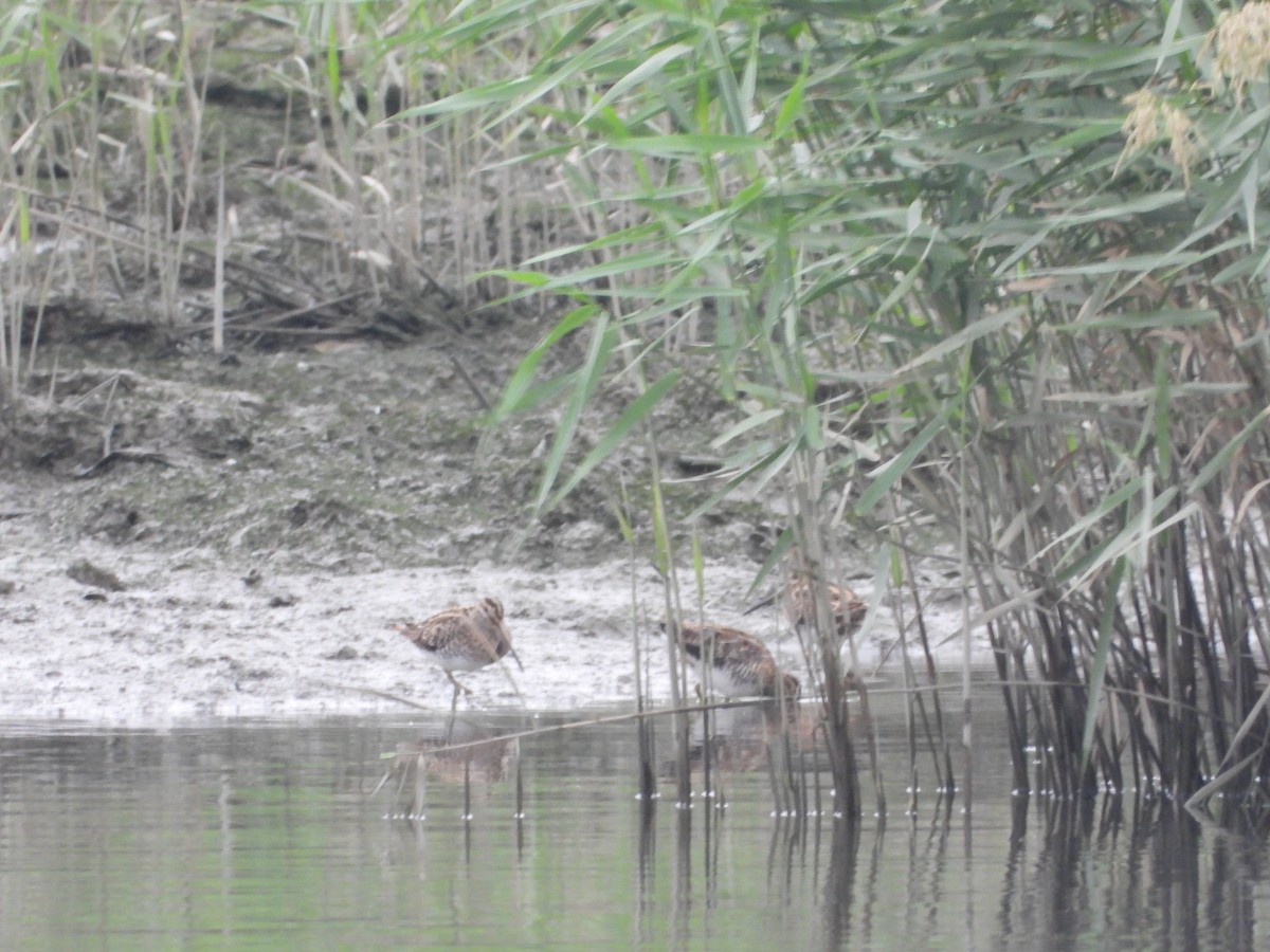 Common Snipe - ML645486567