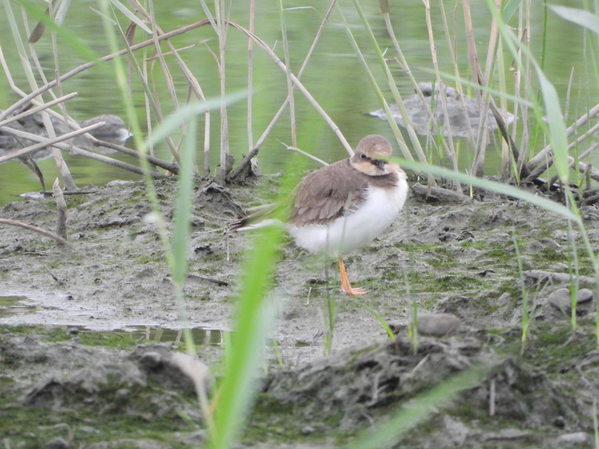 Little Ringed Plover - ML645486569