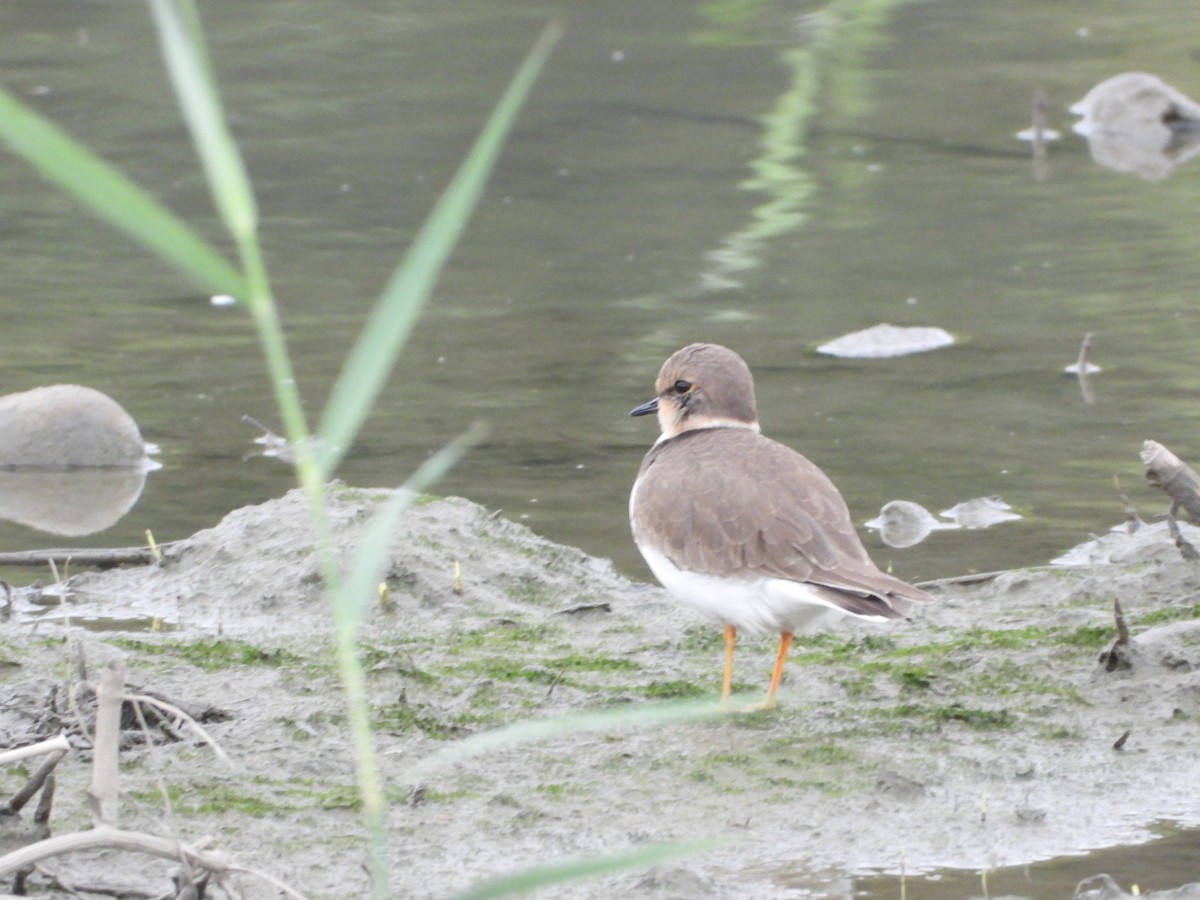 Little Ringed Plover - ML645486571