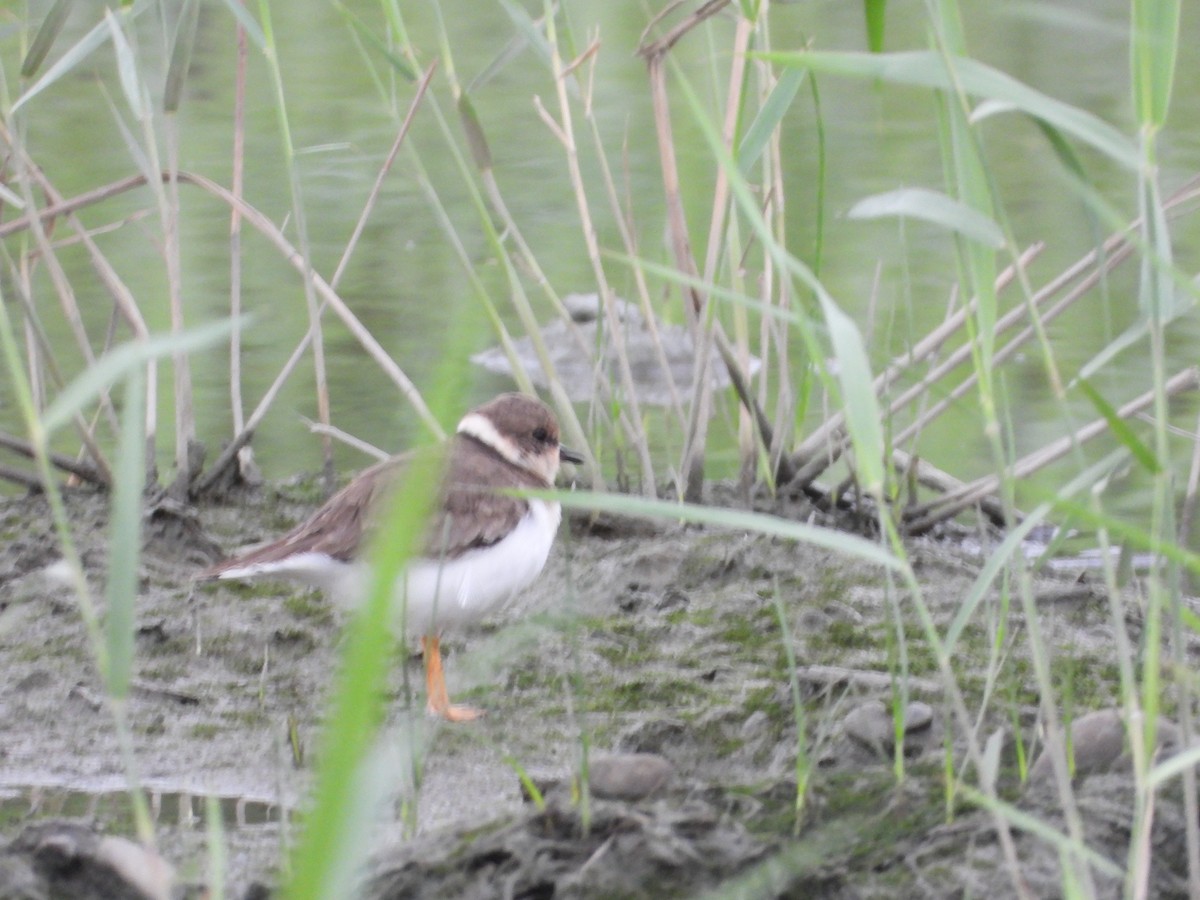 Little Ringed Plover - ML645486573