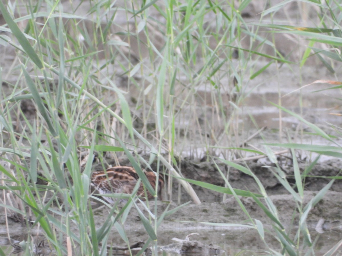Common Snipe - ML645486577